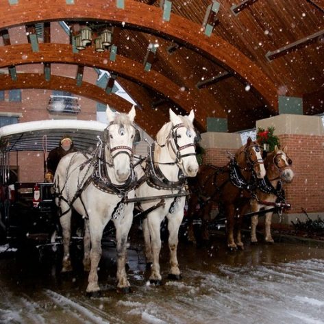 Horses and carriages in snow, waiting to pick up members for a snowy ride