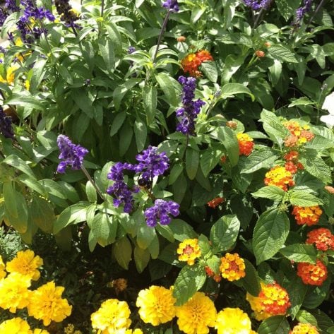 Flowers in full bloom