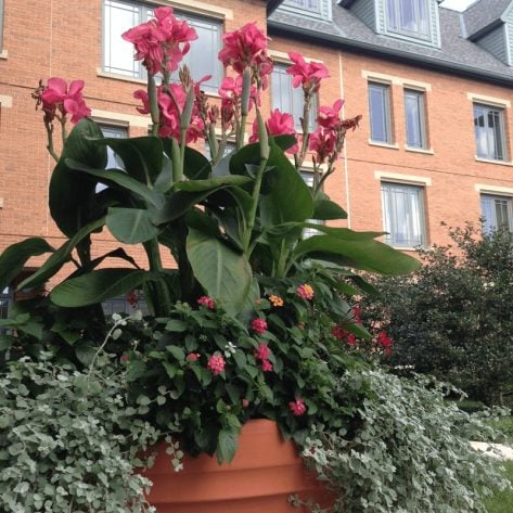 Potted plant near entrance