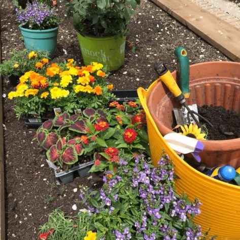 Gardening supplies and plants