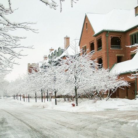 Snow flocked trees