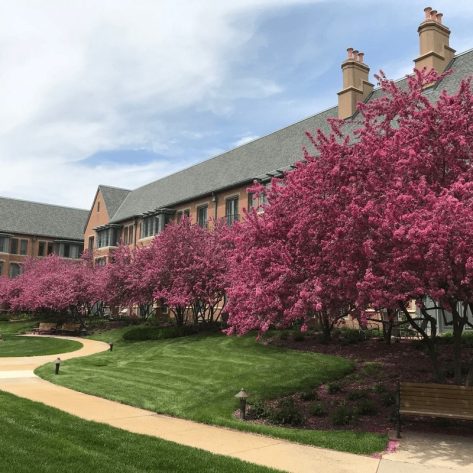 trees with spring blossoms