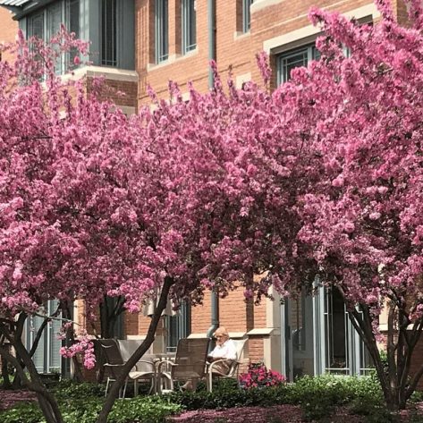 trees with spring blossoms