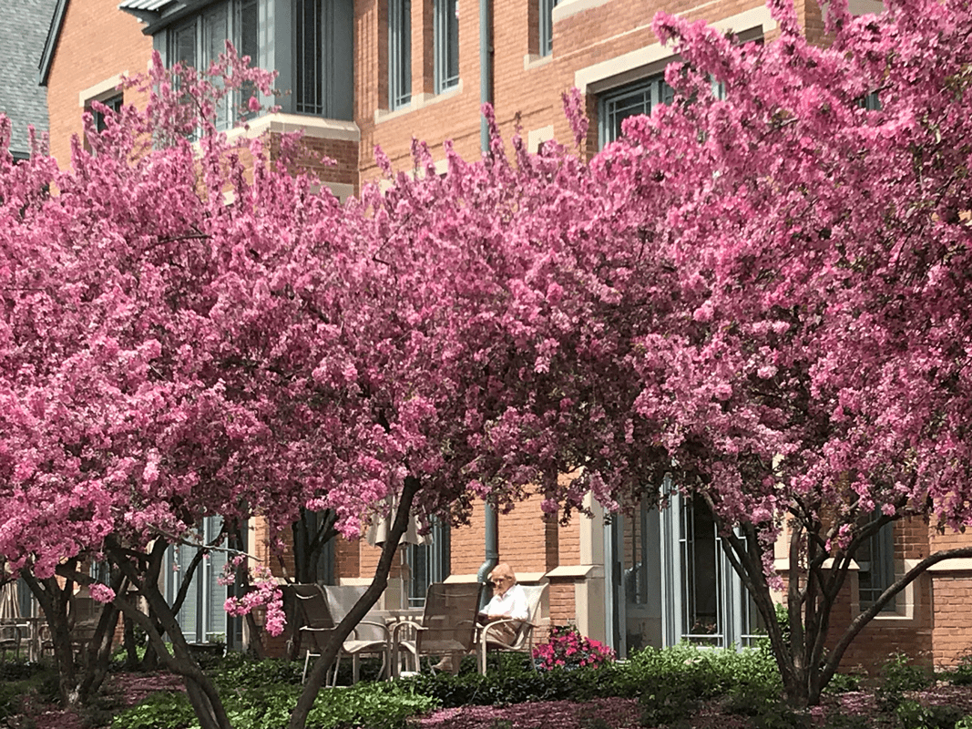 trees with spring blossoms