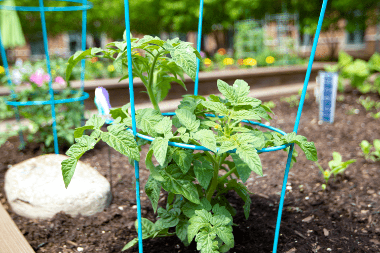 Tomato plant