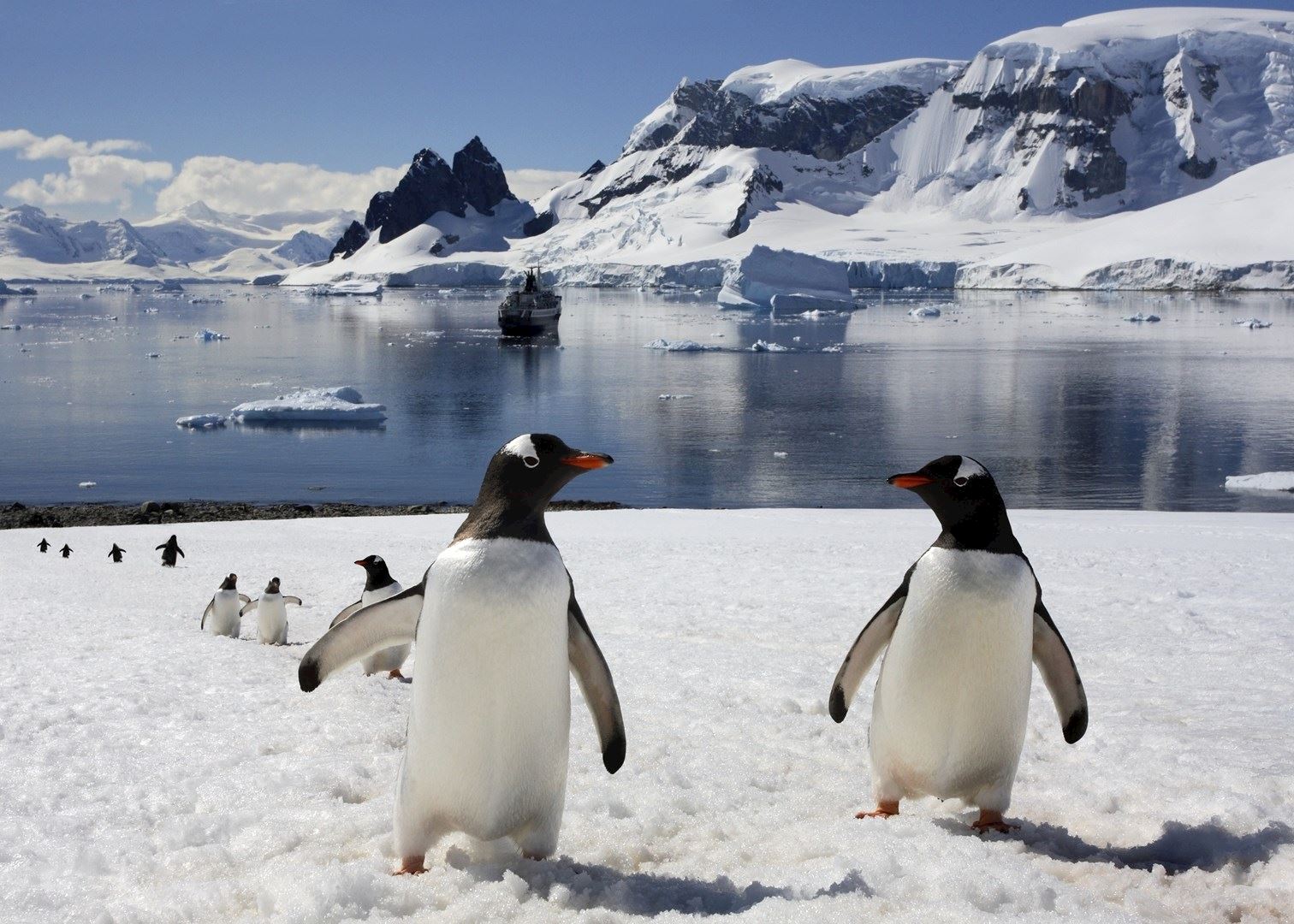 Penguines