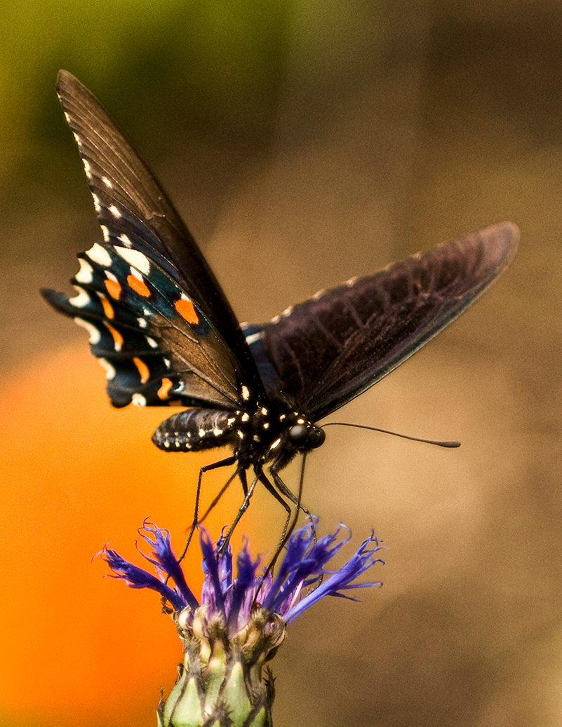 Butterfly on a flower