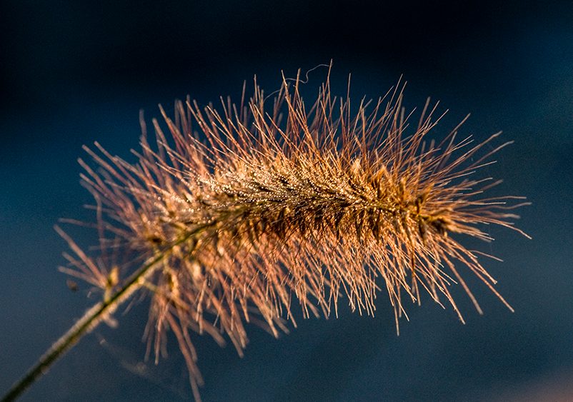 Grass seed