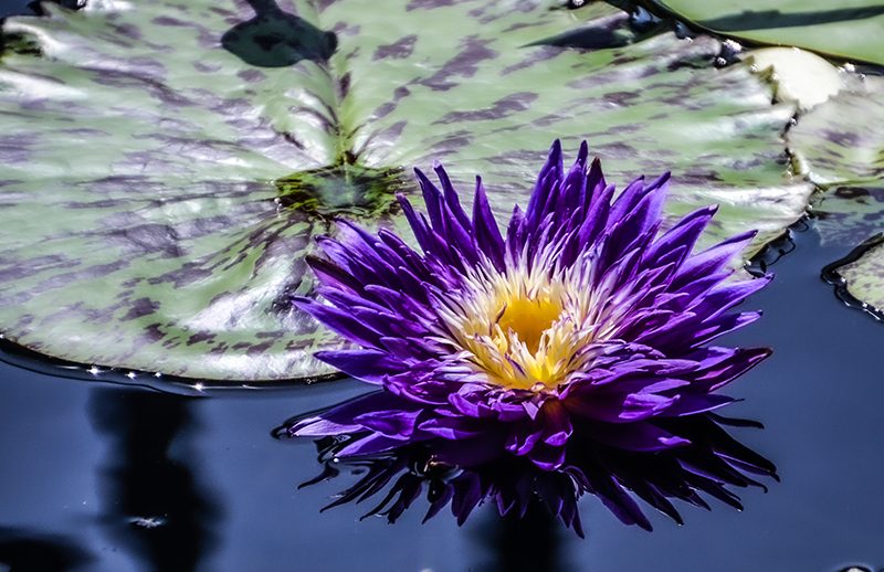 Lily pad and flower