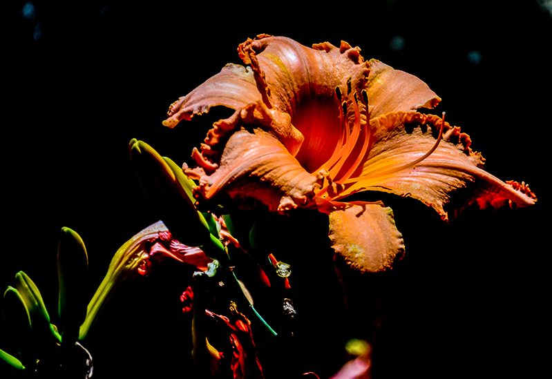 Orange Lily