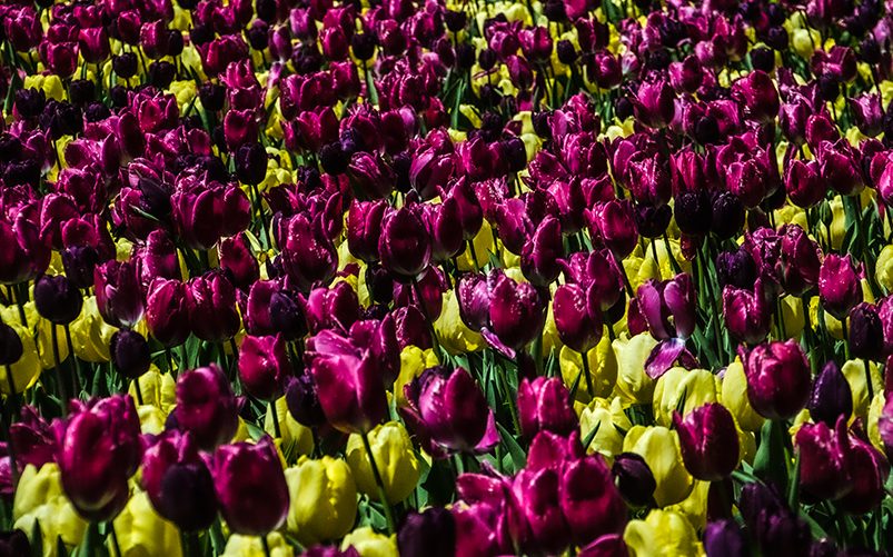 Field of purple tulips