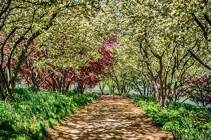 Path with white tree blossoms overhead