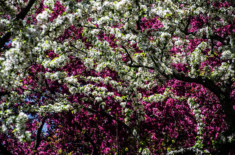 Spring tree blossom in white and pink