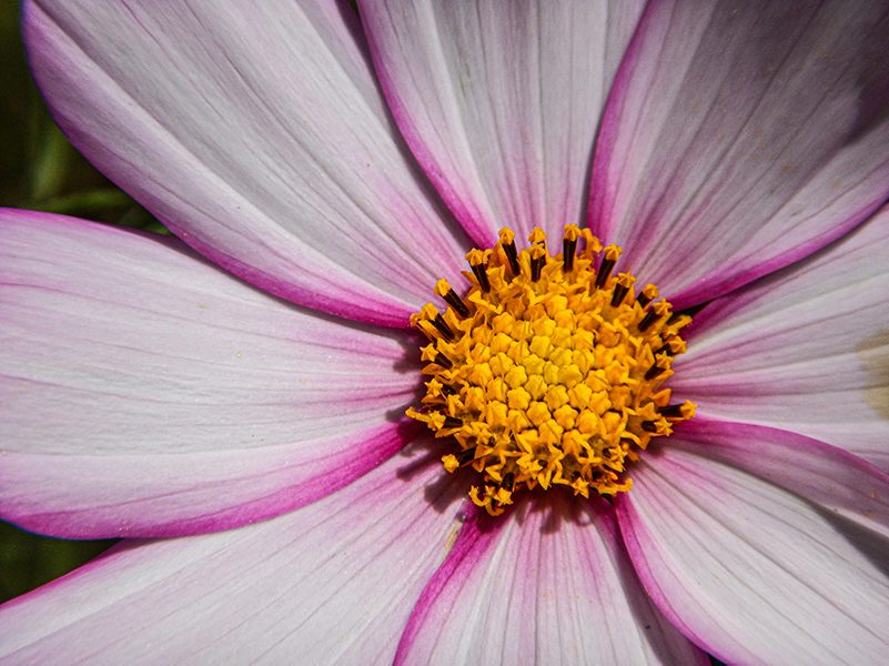 White flower with pink edges