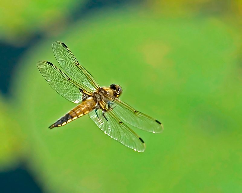 Dragon Fly