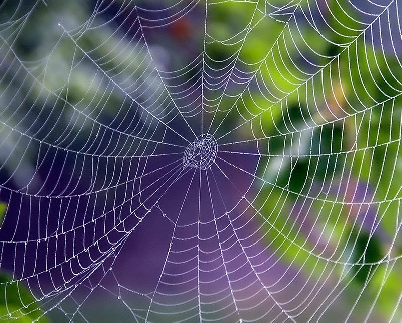 Spider Web