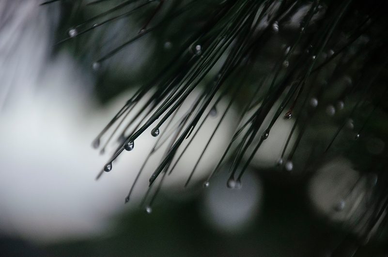 Pine Needles with dew dripping