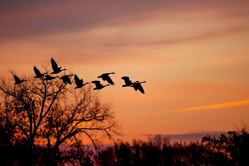 Geese flying at sunset