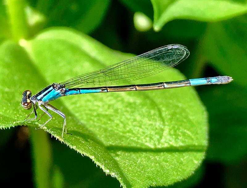 Teal dragonfly on green leaf