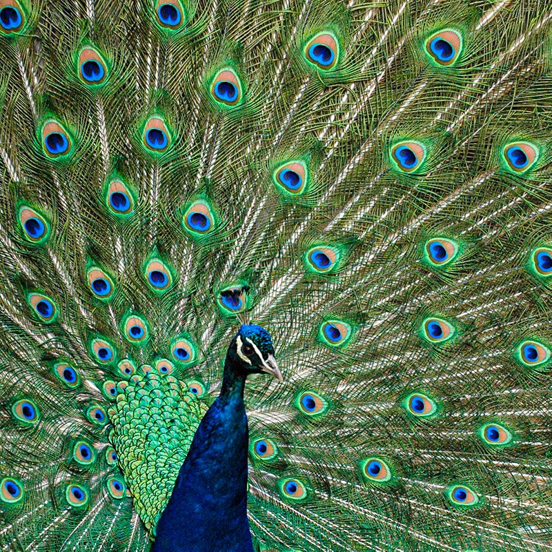 Peacock