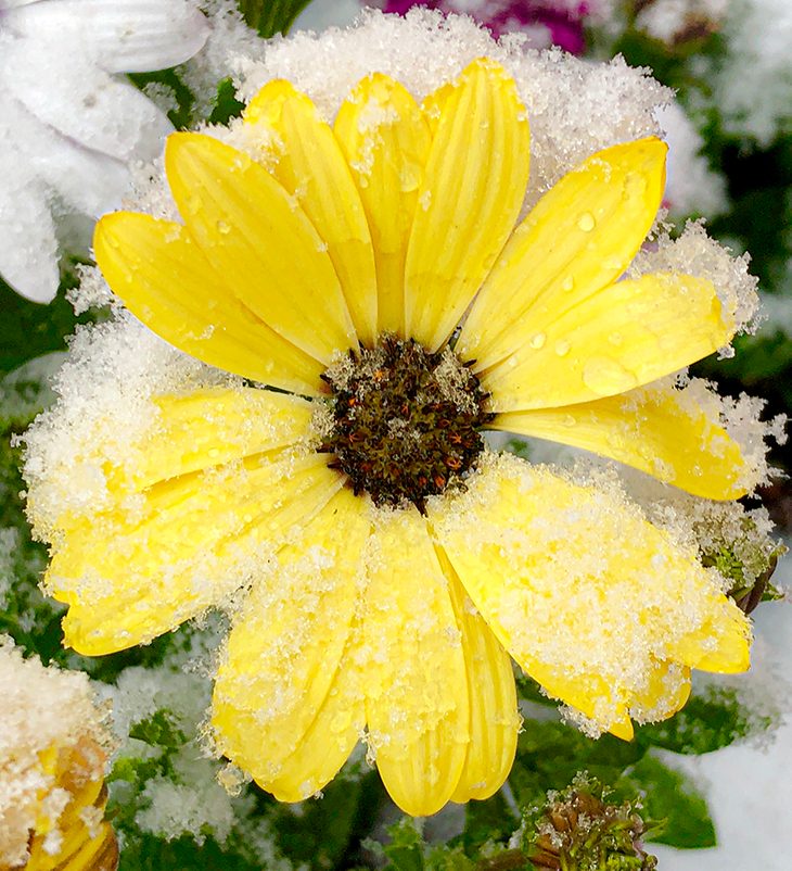 yellow daisy in snow