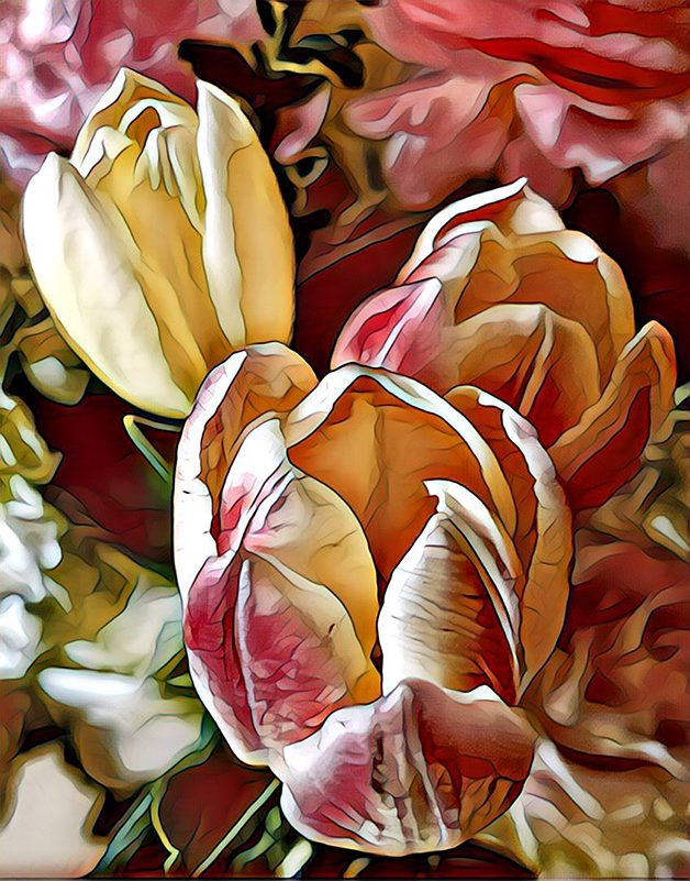 White and pink tulips