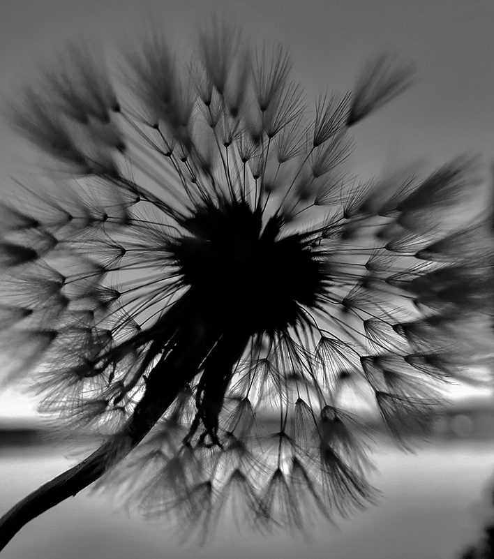 Black and white dandelion