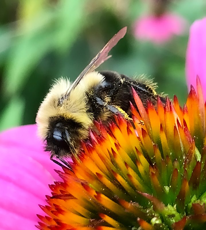 Bee and cone flower