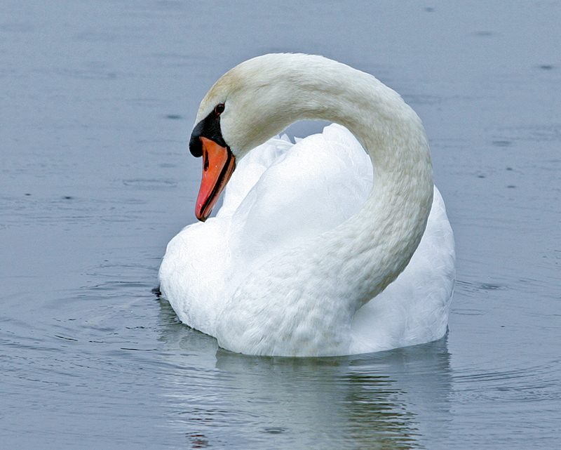 Swan