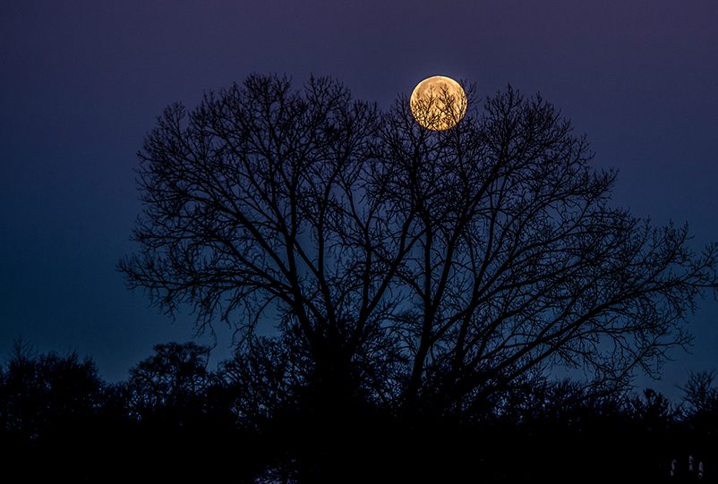 Harvest moon in a midnight blue sky