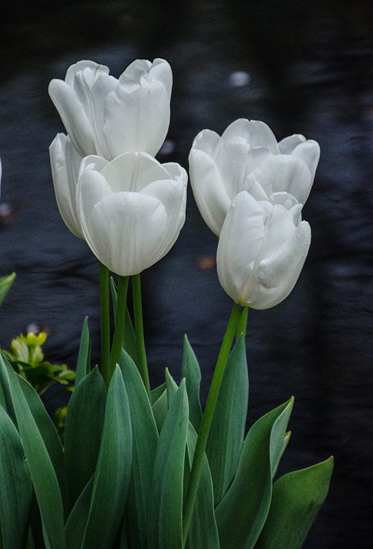 Cluster of white tulips