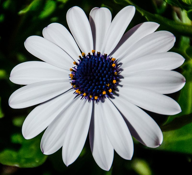 White daisy