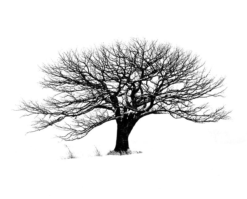 Winter tree isolated in a white background