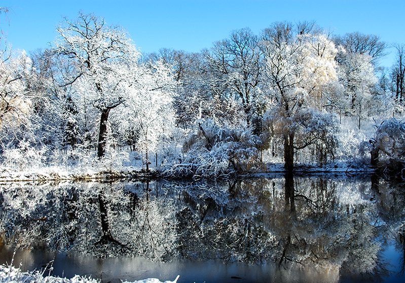 Snow hanging on trees reflecting in a small lake