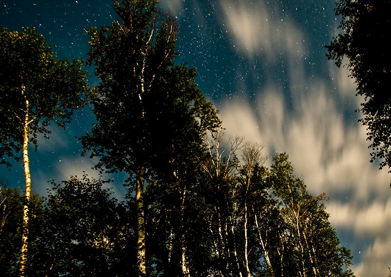 late spring snow in the tree tops