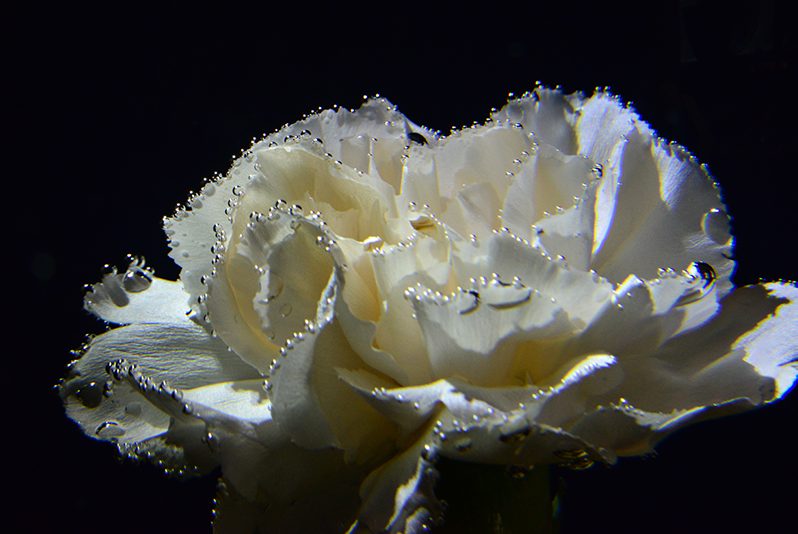 White carnation with water droplets