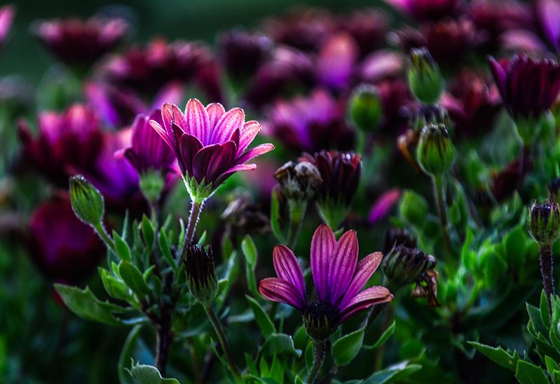 Purple flowers and greenery