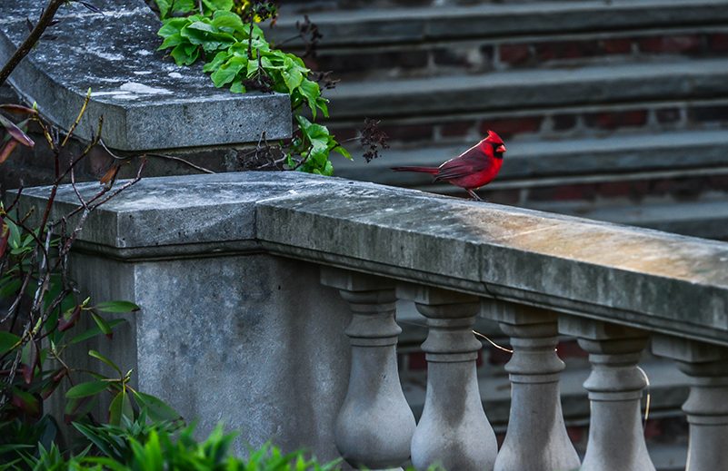 Cardinal on a stone ledge