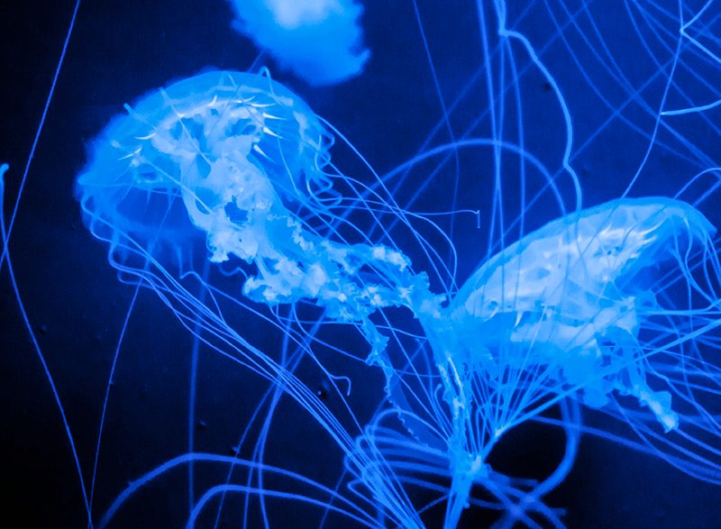 Blue Jelly Fish