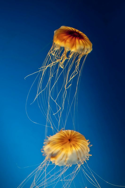 Gold Jelly fish