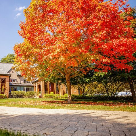 Beautiful Sugar Maple Turning colors