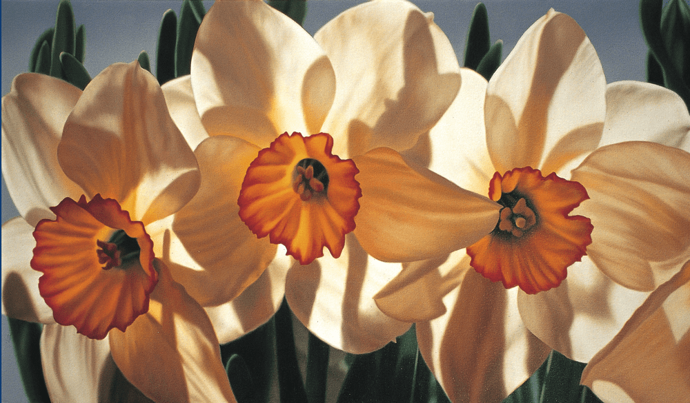 Daffodills Winnie Godfrey’s