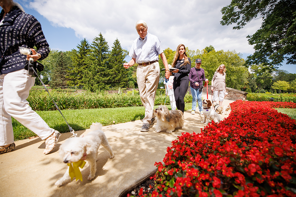 Members walking their dogs