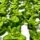 Aquaponic Lettuce