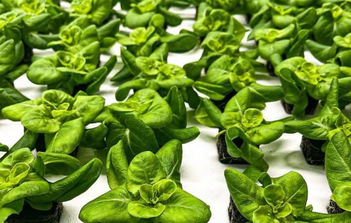 Aquaponic Lettuce