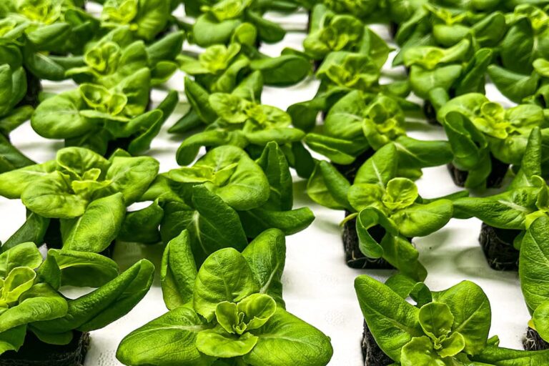 Aquaponic Lettuce Aquaponic Lettuce