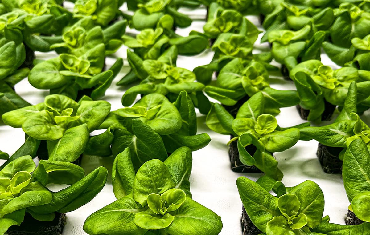 Aquaponic Lettuce